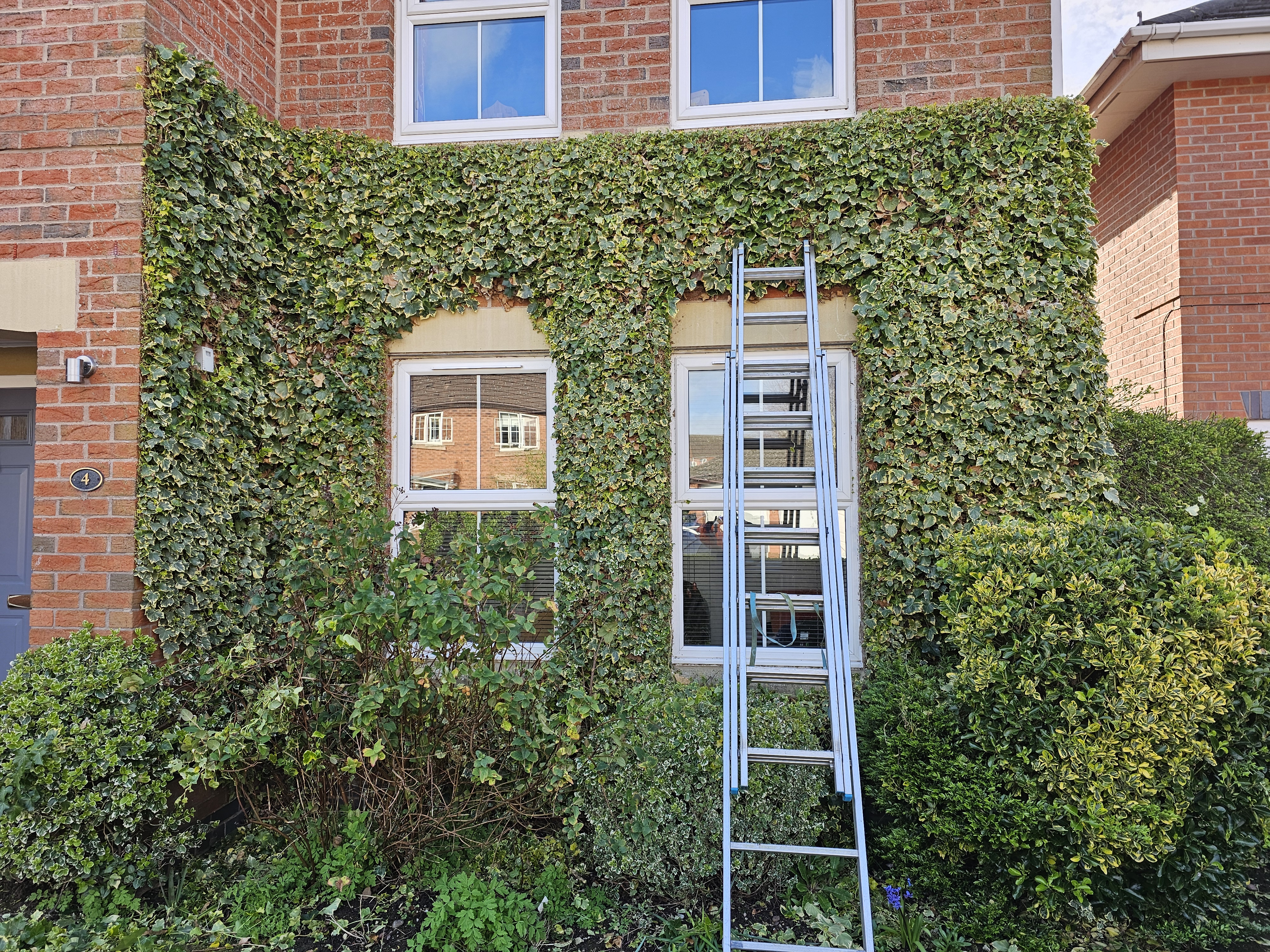 Ivy shaping, cutting back