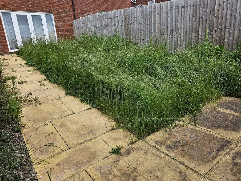 Garden Maintenance for an overgrown garden - before