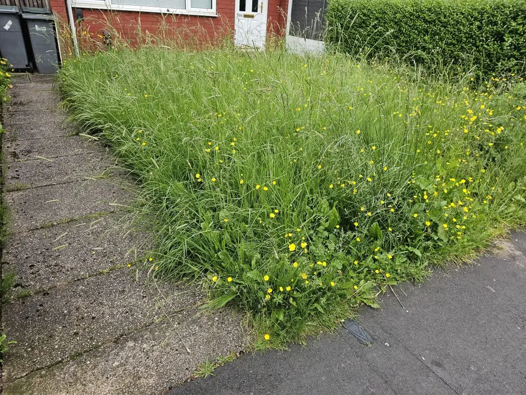 Garden Maintenance for an overgrown garden - before
