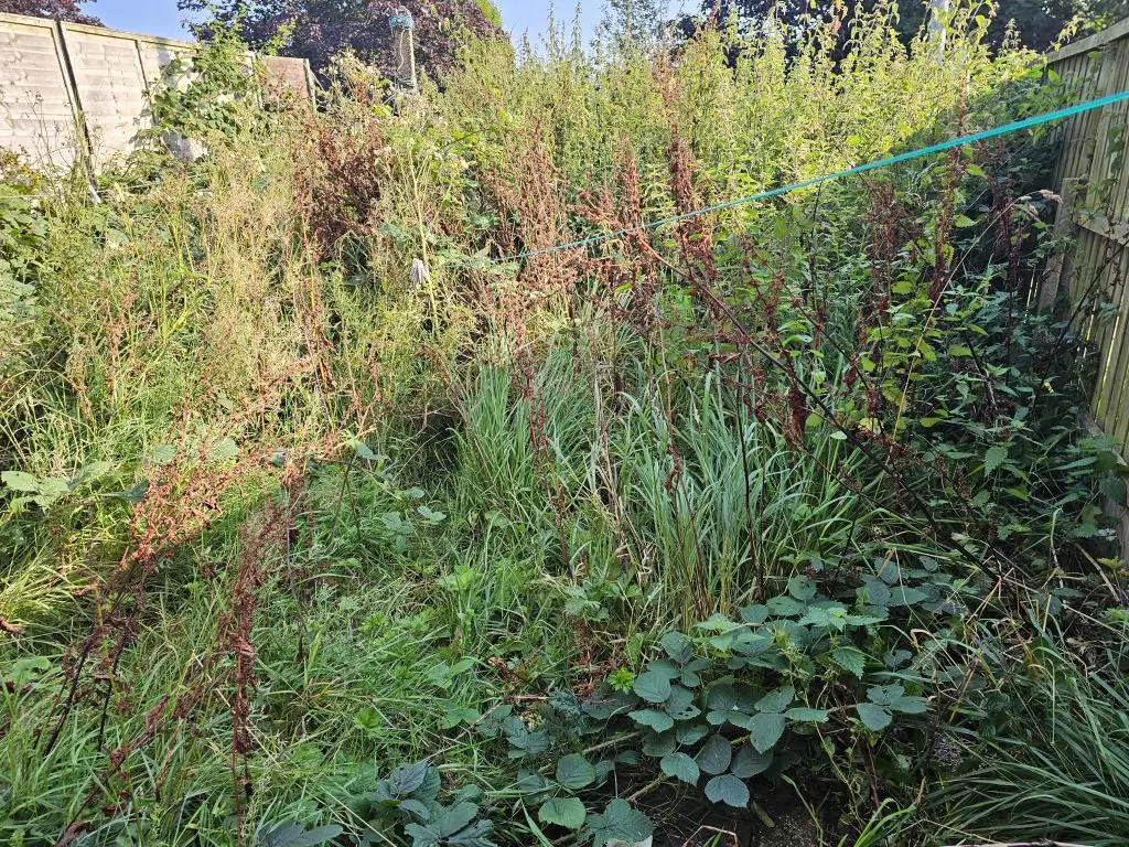 Garden Clearance - before