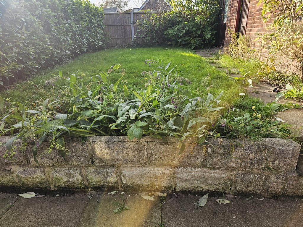 Garden Maintenance - before